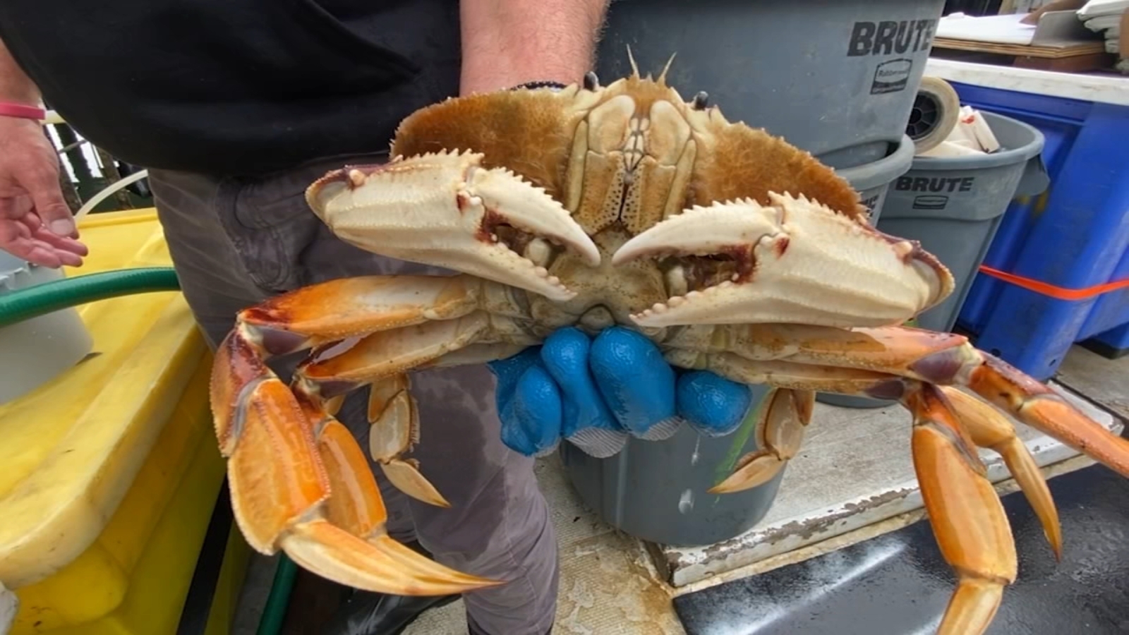 California’s commercial Dungeness crab season delayed again to protect whales [Video]