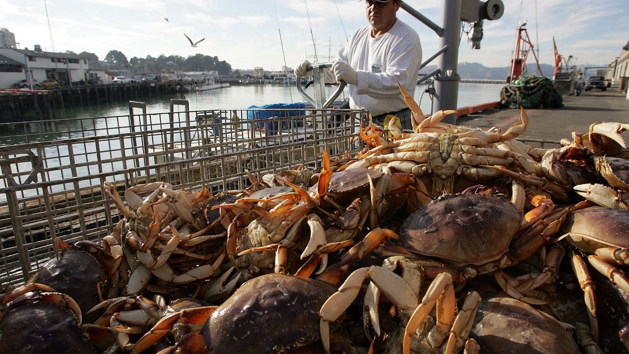 Dungeness crab season delayed again, 7th year in row [Video]