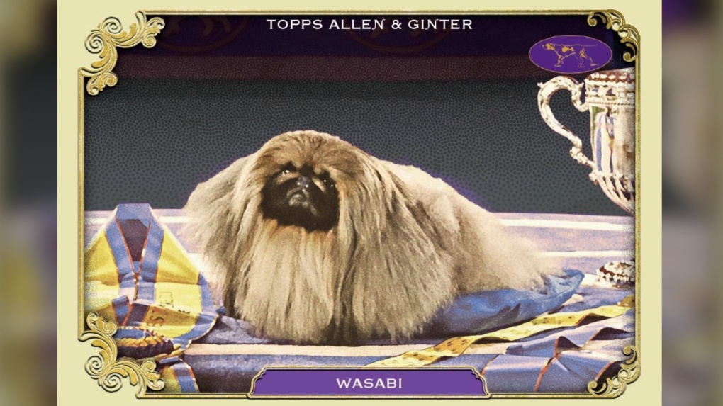 Dogs are getting trading cards now [Video]