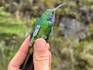 Tiny bird backpacks being used to track hummingbird movement [Video]