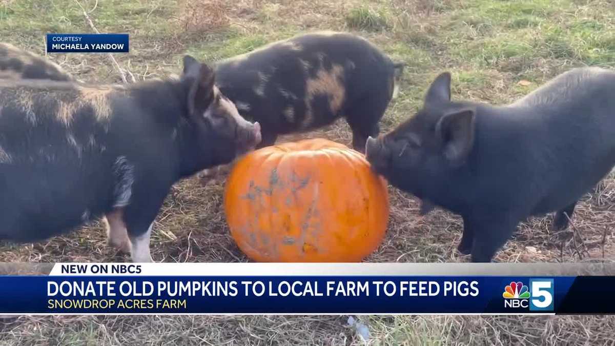 Donate old Halloween pumpkins to feed hungry farm pigs [Video]