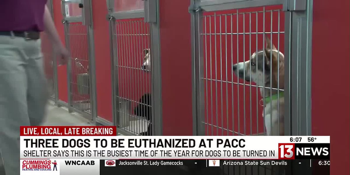 PACC continues euthanasia during busiest time of year for dogs to be turned in [Video]