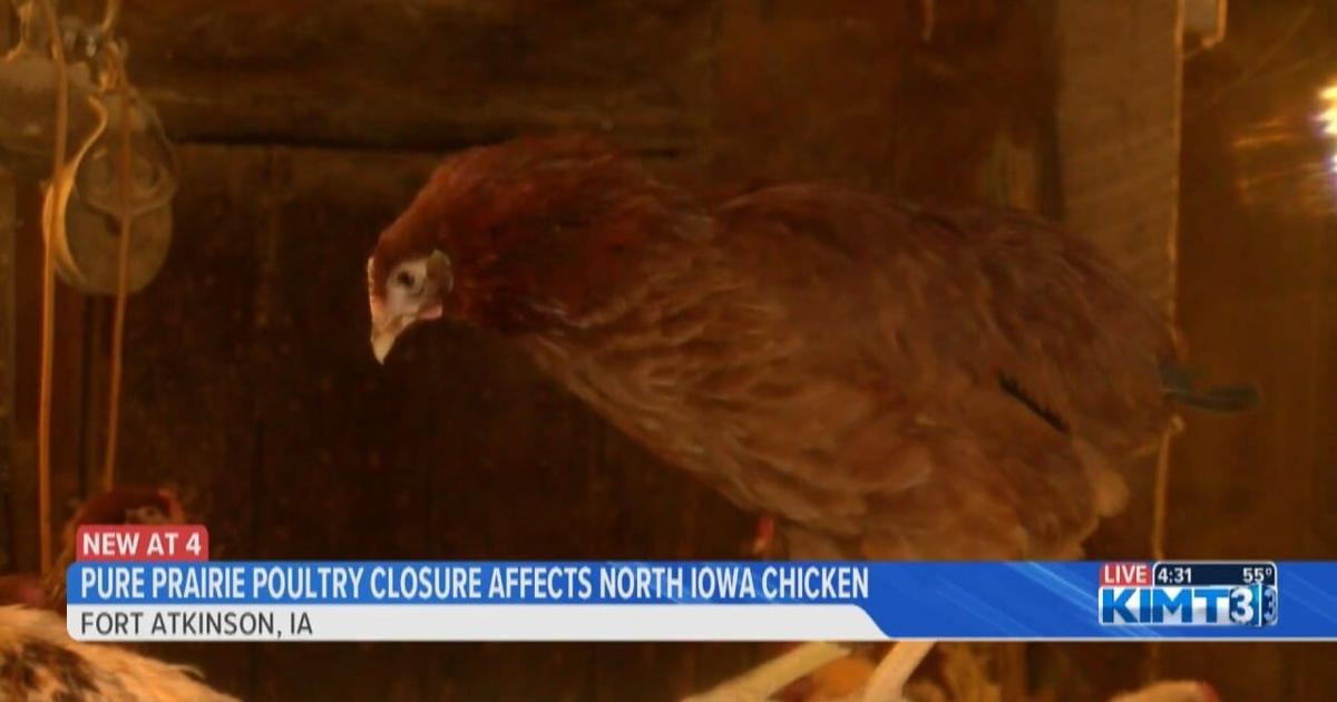 North Iowa chicken industry still reacting to closure of Pure Prairie Poultry | News [Video]