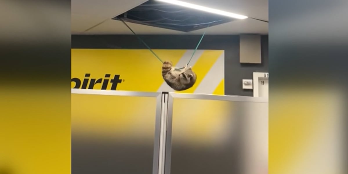 Raccoon falls from ceiling at LaGuardia Airport [Video]