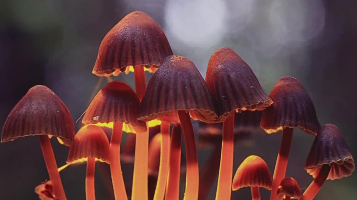 After legalizing psilocybin businesses, Oregon voters do a 180 [Video]