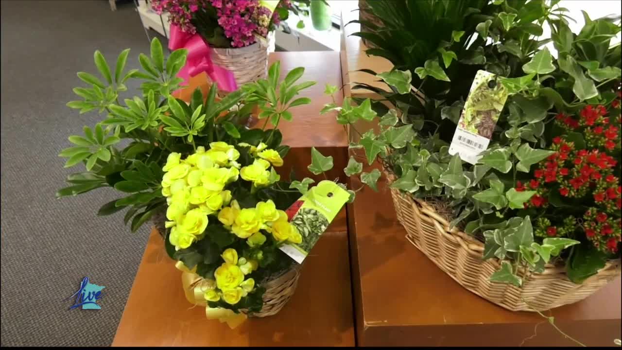 Glassing Florist – KSTP.com 5 Eyewitness News [Video]