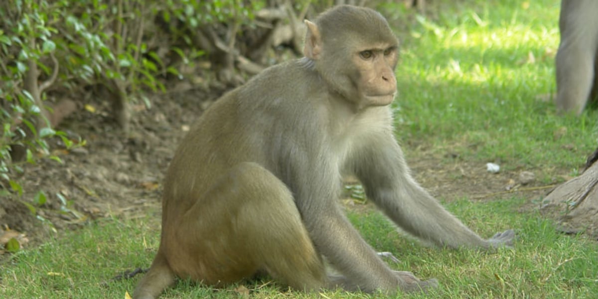 Monkeys are still on the loose in small town Yemassee [Video]