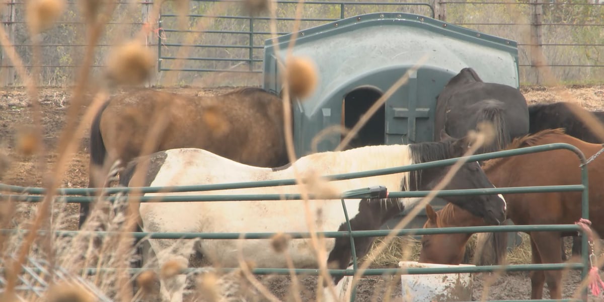 Epona Epilogue: Most Gage County horses get good homes, but some legal hurdles remain [Video]