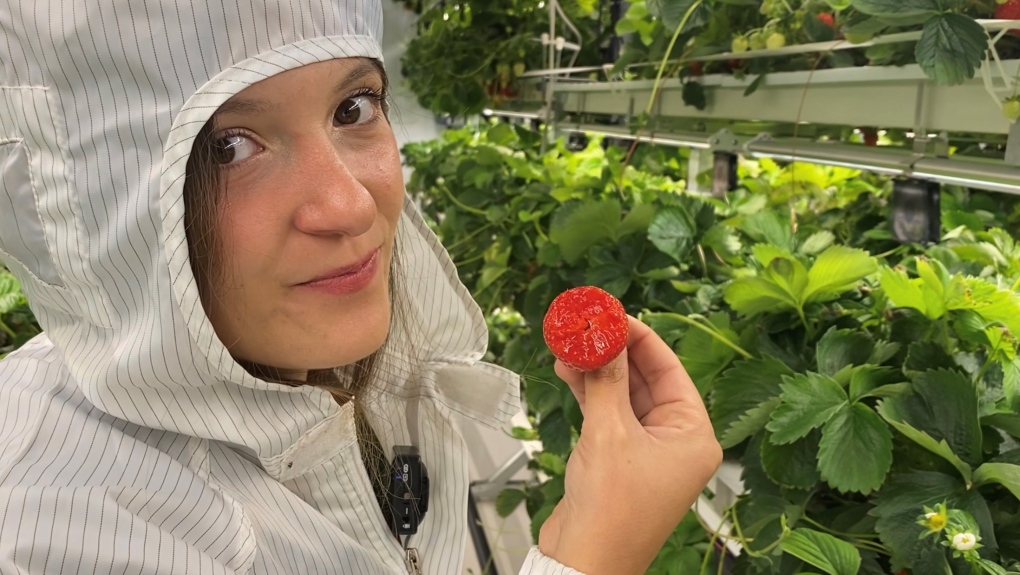 Montreal woman grows fresh strawberries year-round from her indoor GUSH Farm [Video]