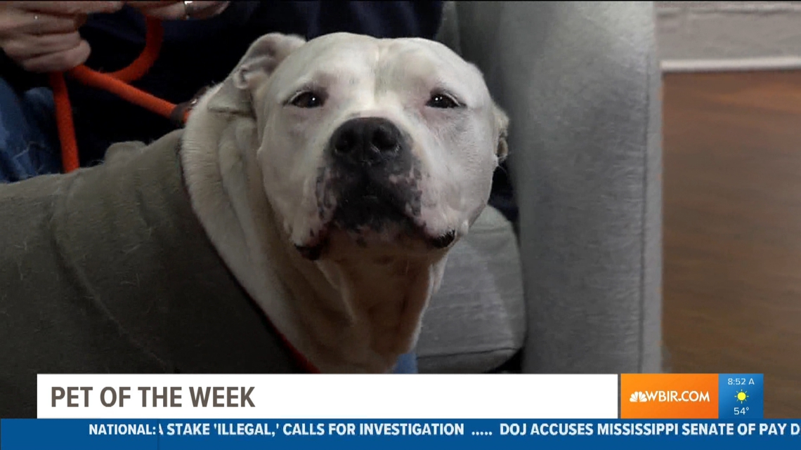 Meet the Pet of the Week: Bullet [Video]