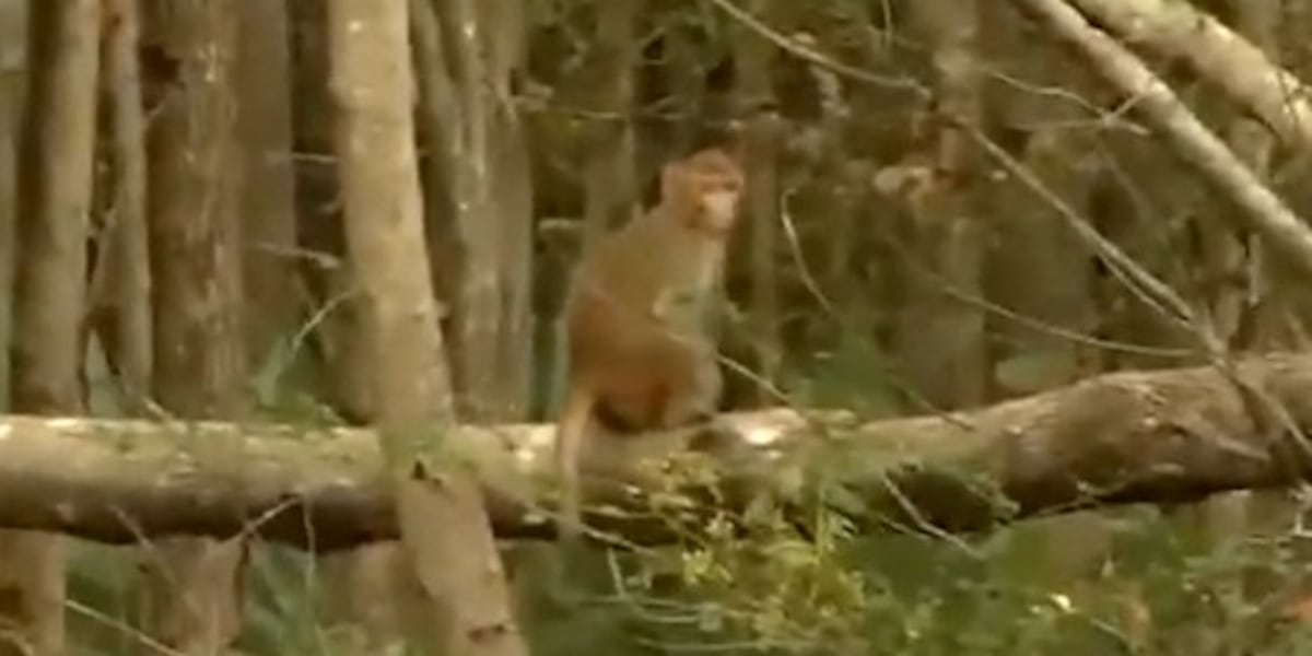 More than half of escaped monkeys now captured in Beaufort County, facility says [Video]