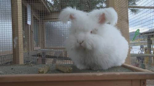 Animal sanctuary seeks winter donations too keep bunnies warm [Video]