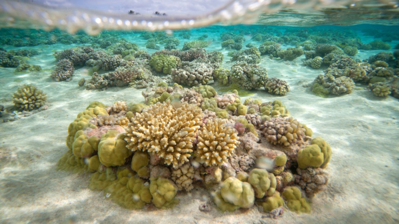 World’s largest coral discovered in Pacific Ocean; can be seen from space [Video]