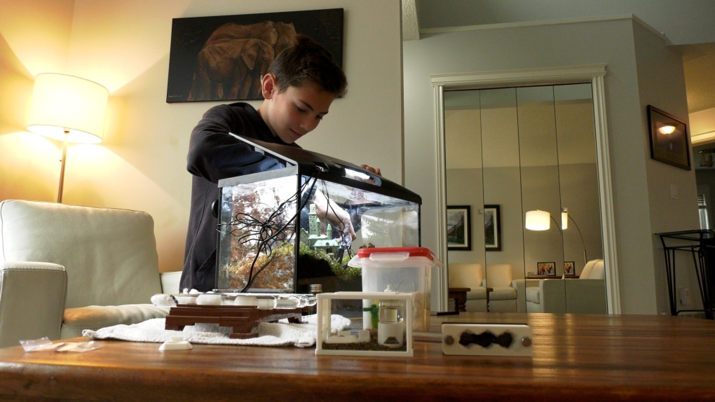 Former Calgarian Zachary Liu builds a community of ant lovers [Video]