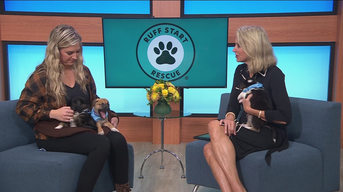 Ruff Start Rescue visits KARE 11 to talk Give to the Max Day [Video]