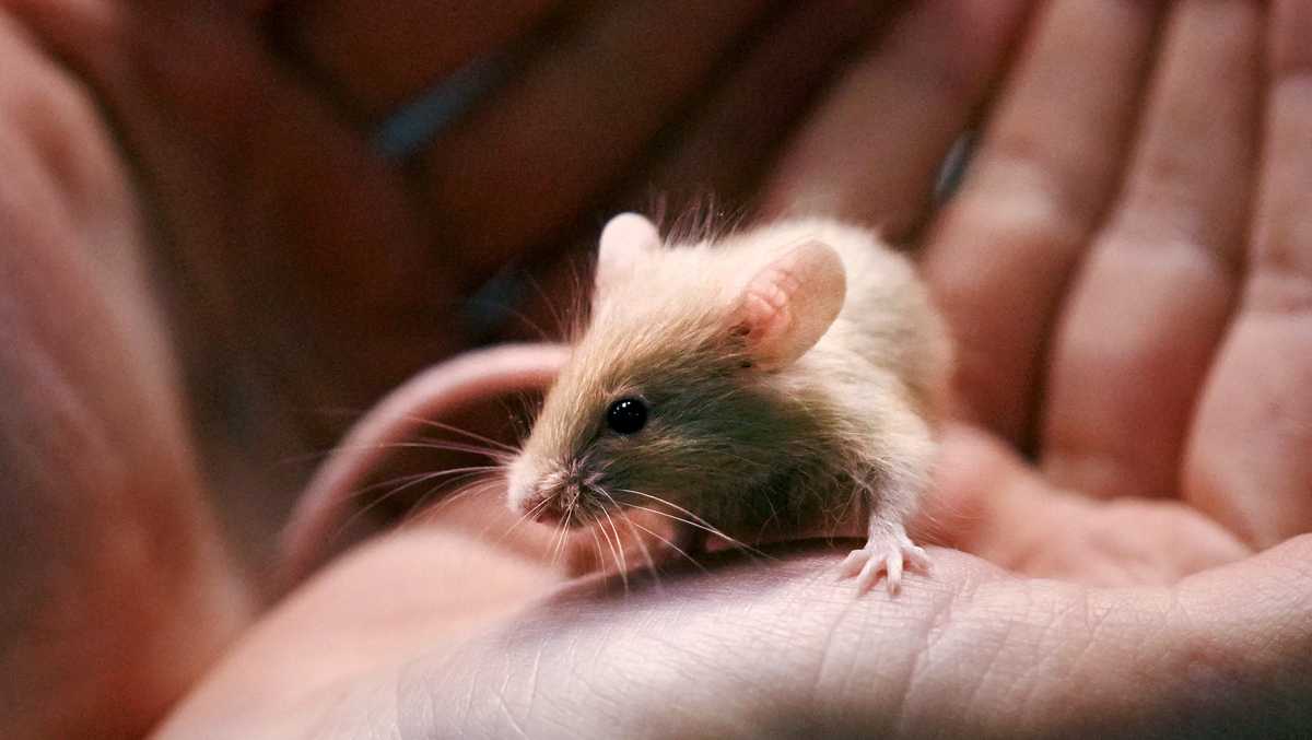 Shelter faces enor-mouse problem after nearly 1K mice surrendered [Video]