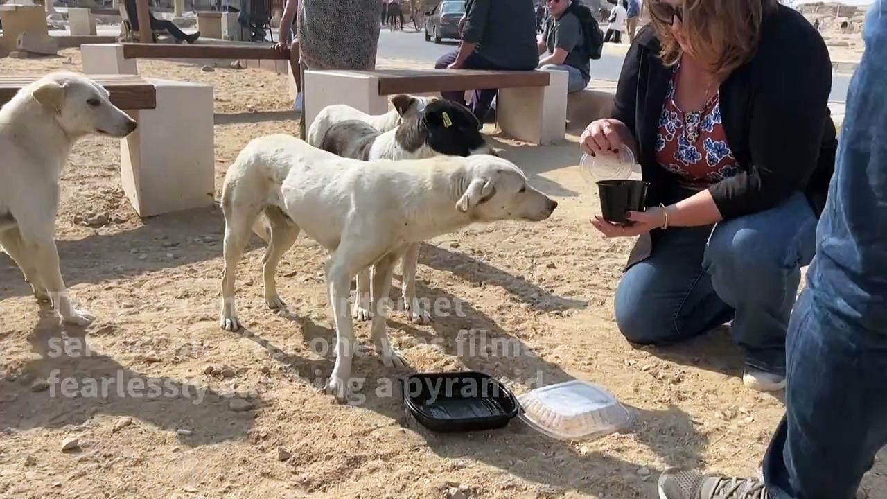 Stray dogs in Giza become tourist draw after [Video]