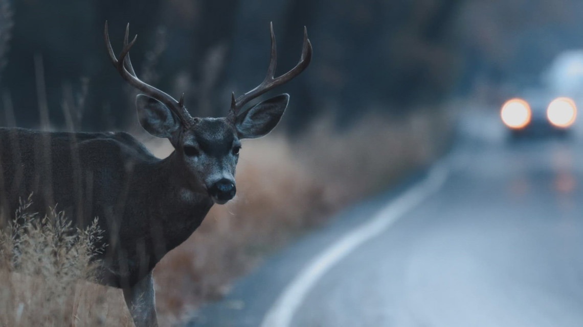 Missouri deer hunting starts slow thanks to acorns, MDC says [Video]