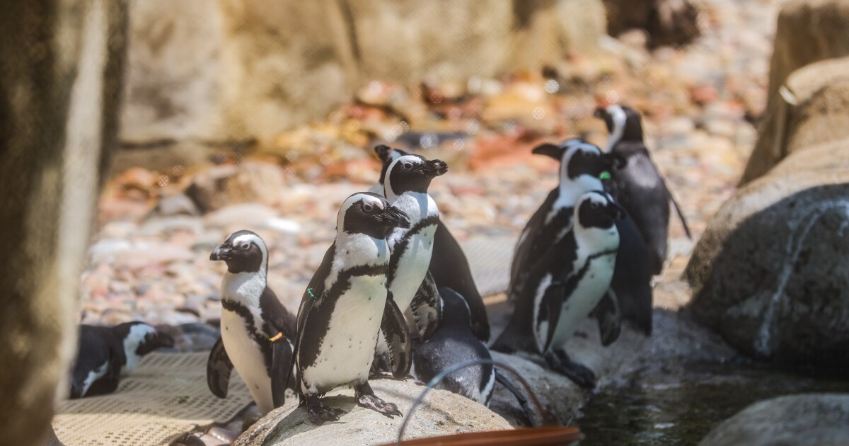 SAVE THE PENGUINS: Tulsa Zoo warns of African Penguins future in the wild [Video]