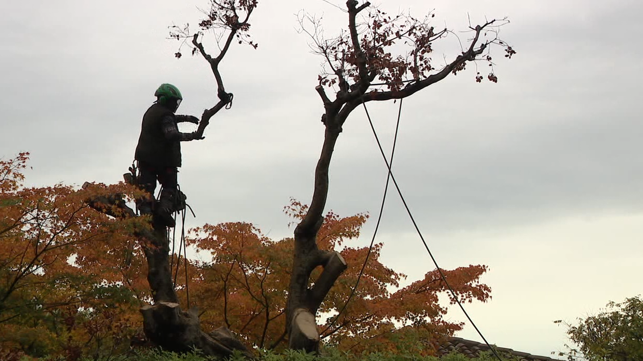 Arborists busy clearing out toppled limbs, dead trees in aftermath of atmospheric river [Video]