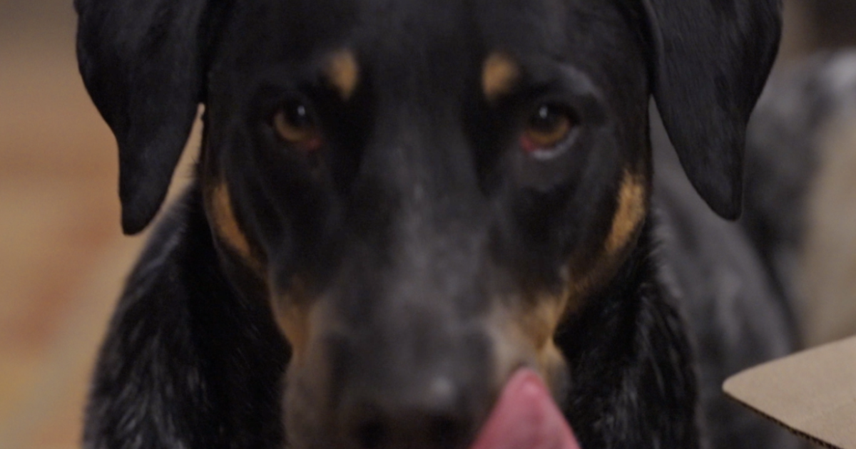 Can my dog eat that? It probably shouldn’t… [Video]