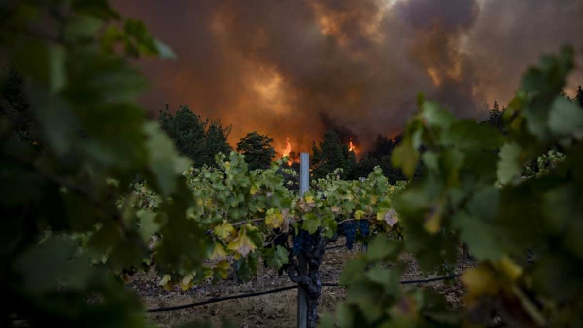 Global wine output to hit lowest level since 1961 [Video]