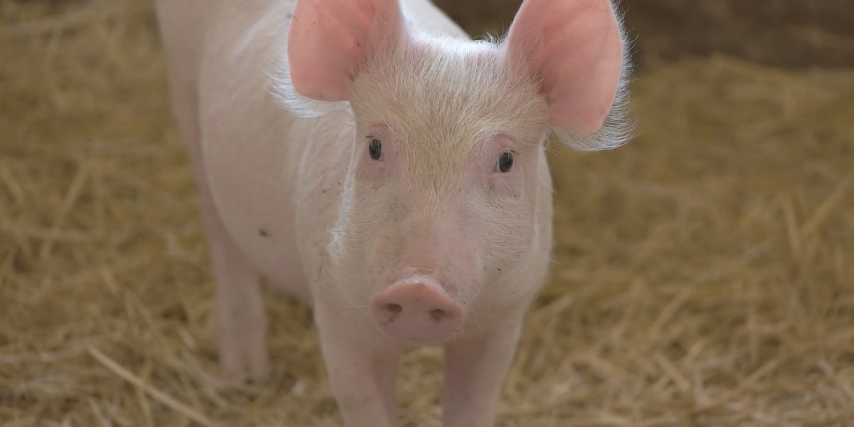 Illinois pork producers group says they suffer because of a California law [Video]