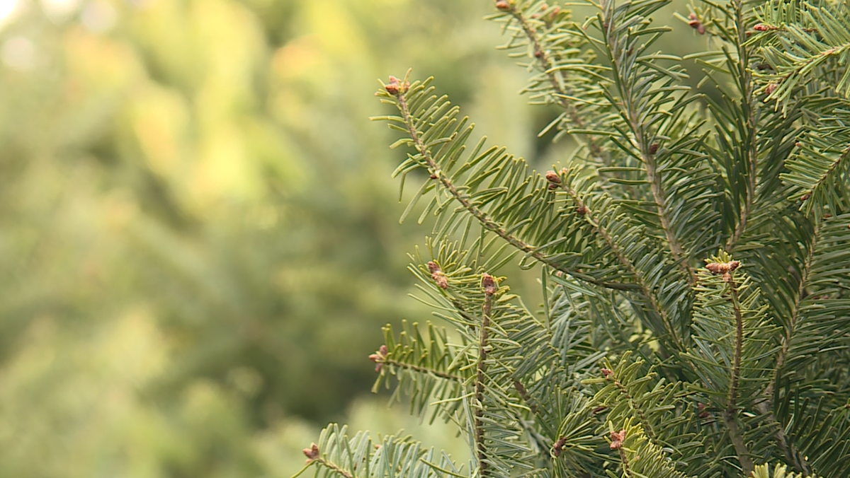 Maine’s Christmas tree industry having a good year in 2024 [Video]