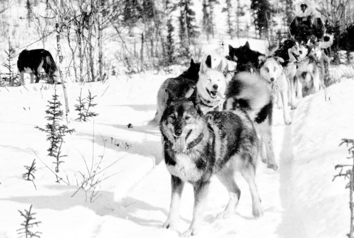 Year of Togo will draw attention to a legendary Maine sled dog [Video]