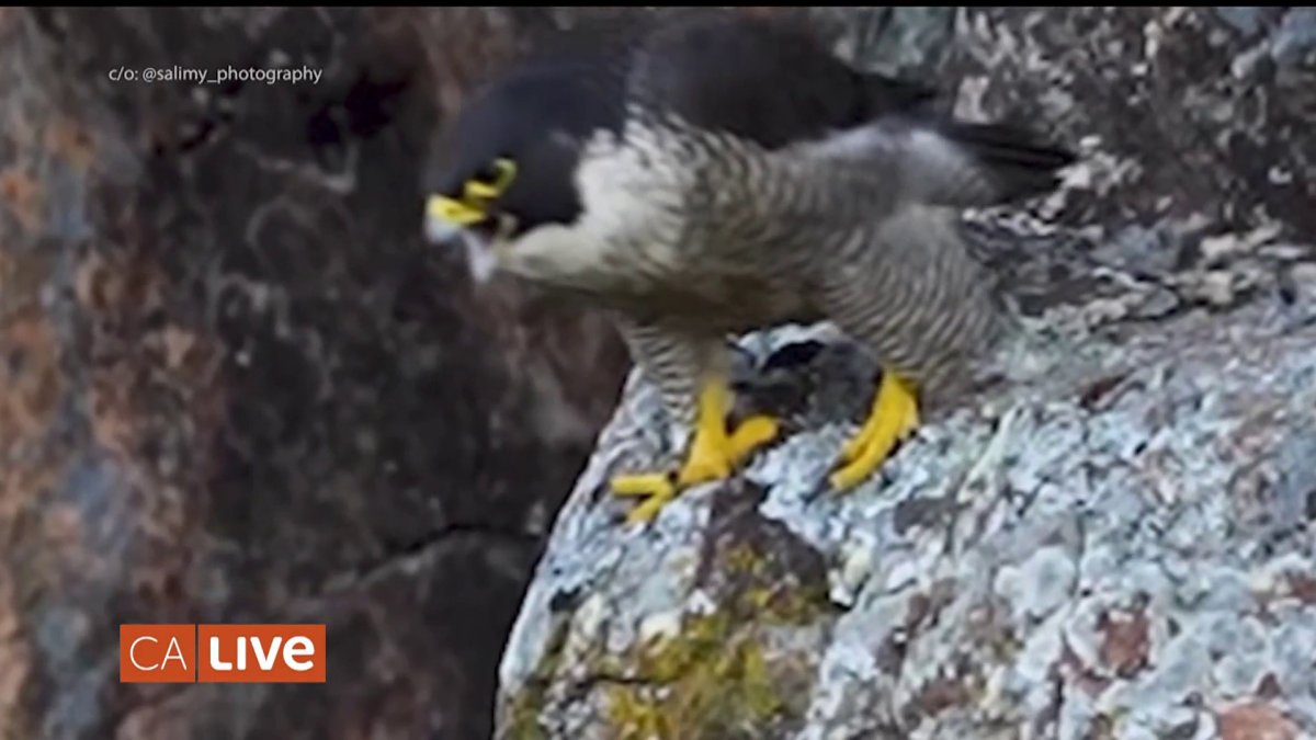 Meet the peregrine falcons that have made UC Berkeley their home!  NBC Los Angeles [Video]