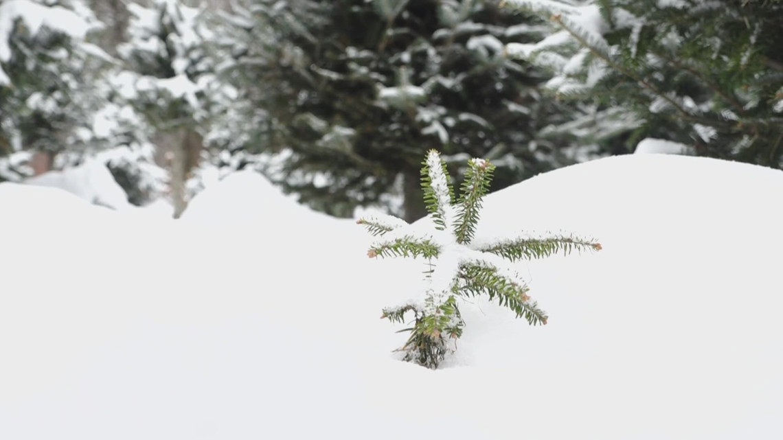 How Trump’s proposed tariffs could impact local Christmas tree growers [Video]