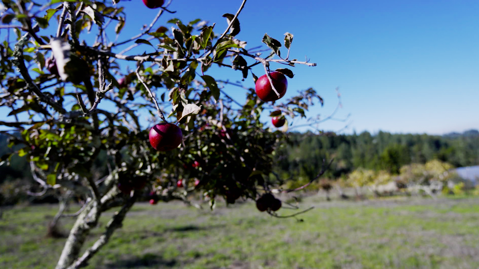 Small California farm turns apples into artisan products [Video]