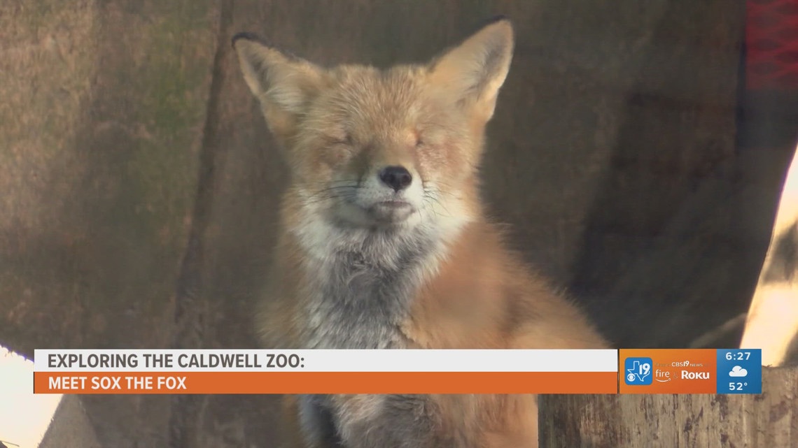 EXPLORING THE CALDWELL ZOO: How one fox found his second chance at life [Video]