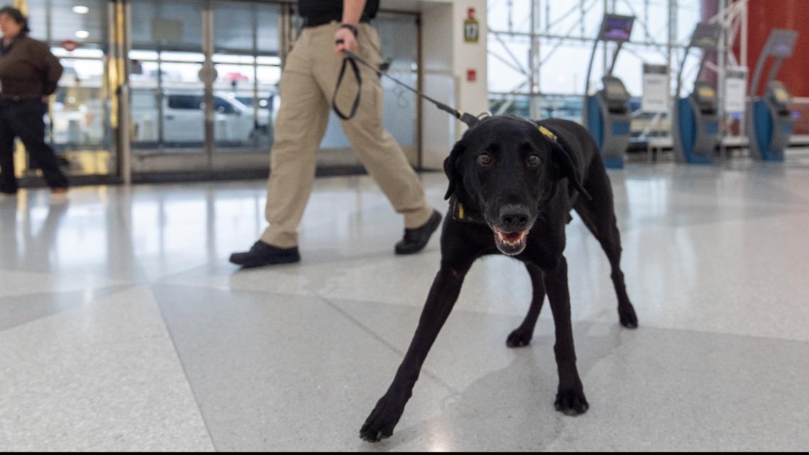 TSA canine calendar 2025: Argo the dog gears up for busy holiday season [Video]