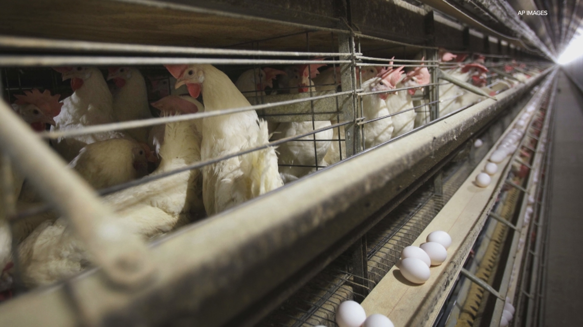 Here’s how bird flu could impact consumer prices [Video]