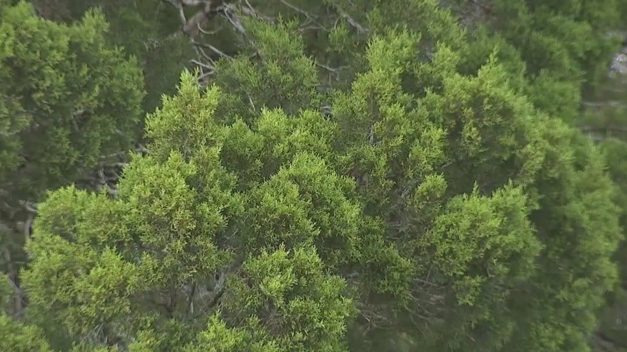 Cedar Fever season arrives in Central Texas [Video]