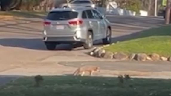 South Shore woman attacked by coyote in the middle of the day [Video]