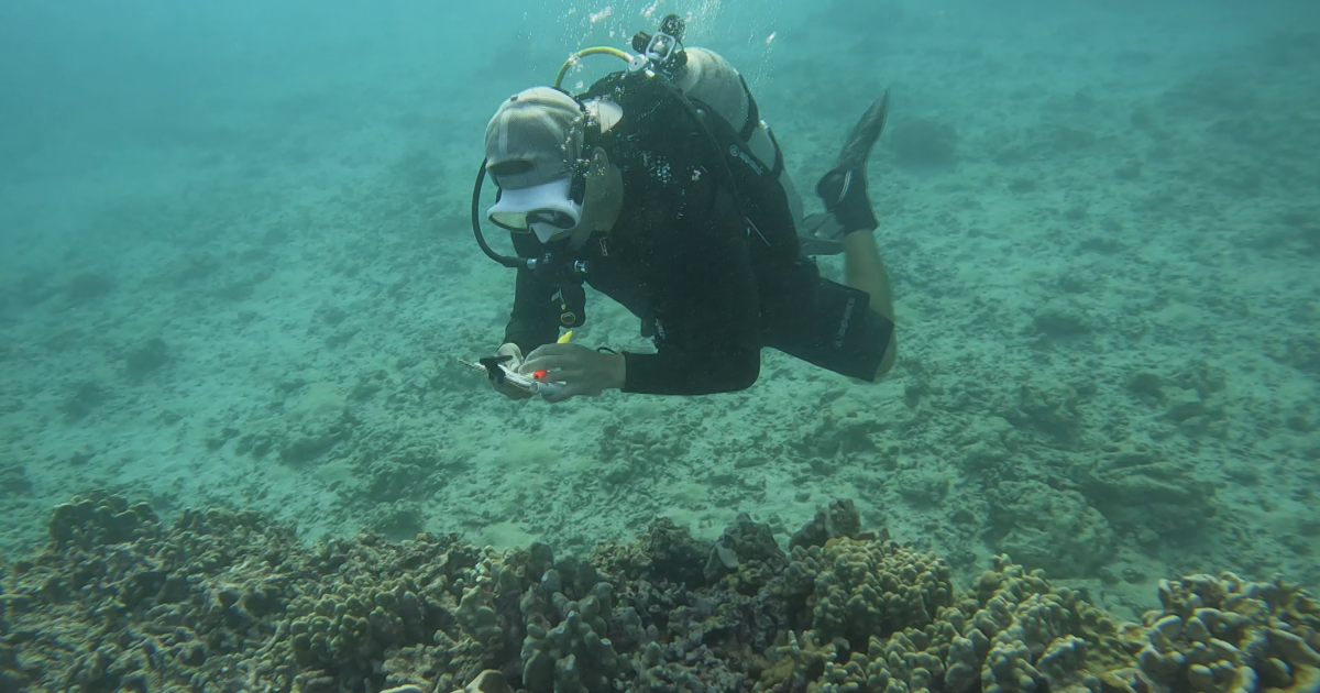 Island News dives deep with Hawaii Kai non-profit bringing coral reefs back to life | News [Video]