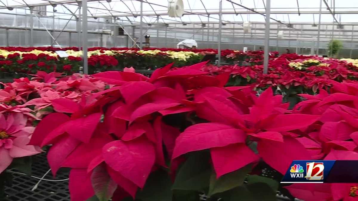 Triad family grows the most variety of poinsettias in NC [Video]