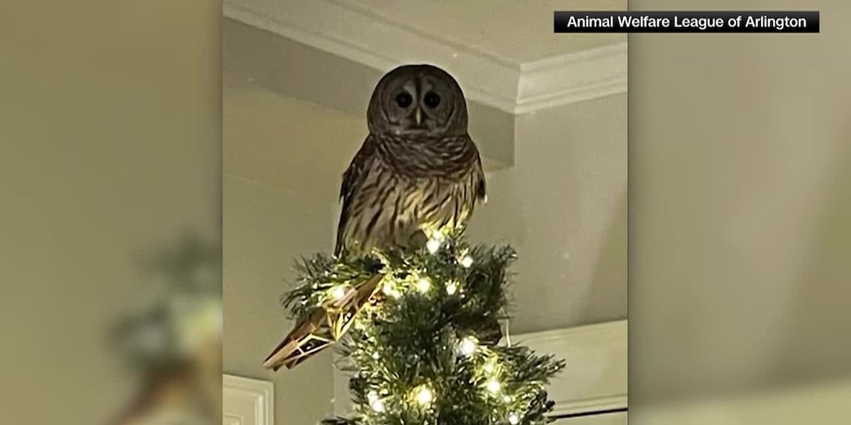 Owl swoops into familys home and replaces the star atop their Christmas tree [Video]