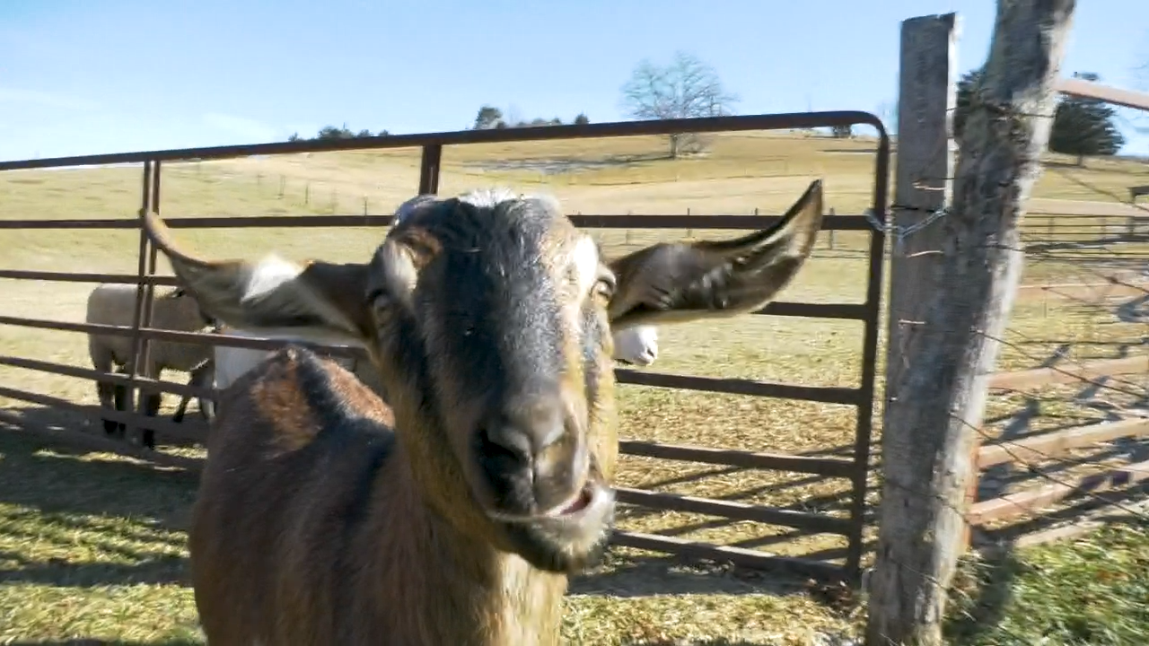 Waymakers Meadows Farm wins 2024 WV Hive Southern WV Business Pitch Idea Competition [Video]