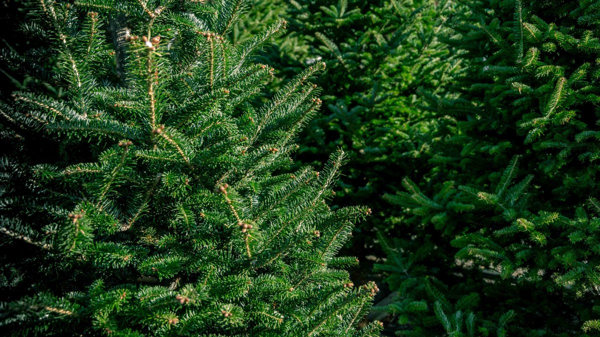 Where can I recycle my Christmas tree in Miami-Dade County?  NBC 6 South Florida [Video]