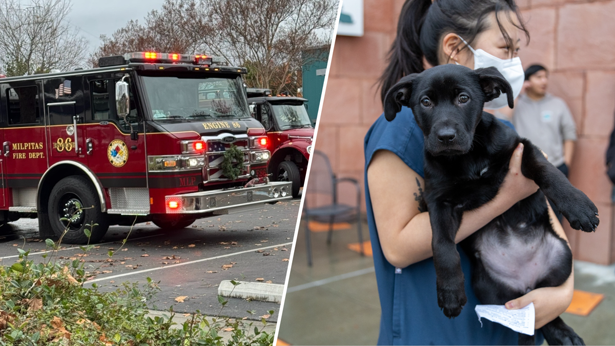 Humane Society Silicon Valley waiving pet adoption fees after fire  NBC Bay Area [Video]