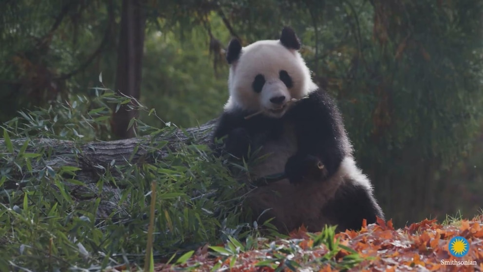 Video Pandas at National Zoo appear in new video ahead of public debut [Video]