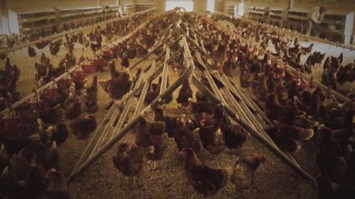 Drop in bird flu cases has B.C. poultry farmers cautiously optimistic [Video]