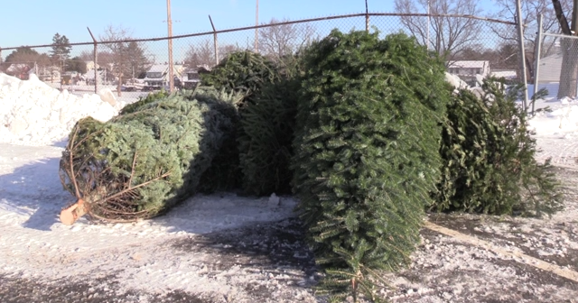 What to do with a live Christmas tree after the holiday | Local News [Video]