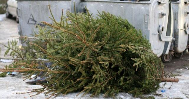 City of Spokane offering free curbside Christmas tree pickup | News [Video]