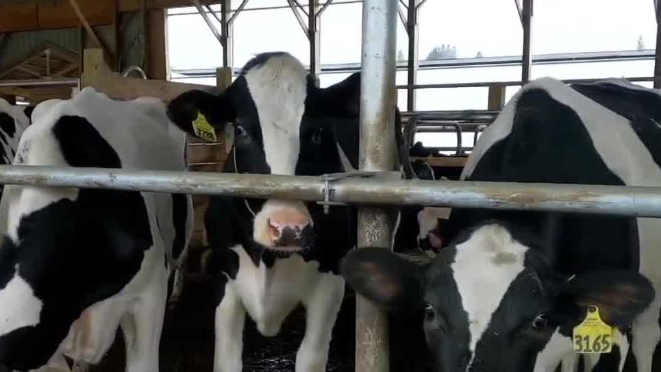 On-farm bulk milk sampling program begins in Vermont to prevent spread of bird flu [Video]