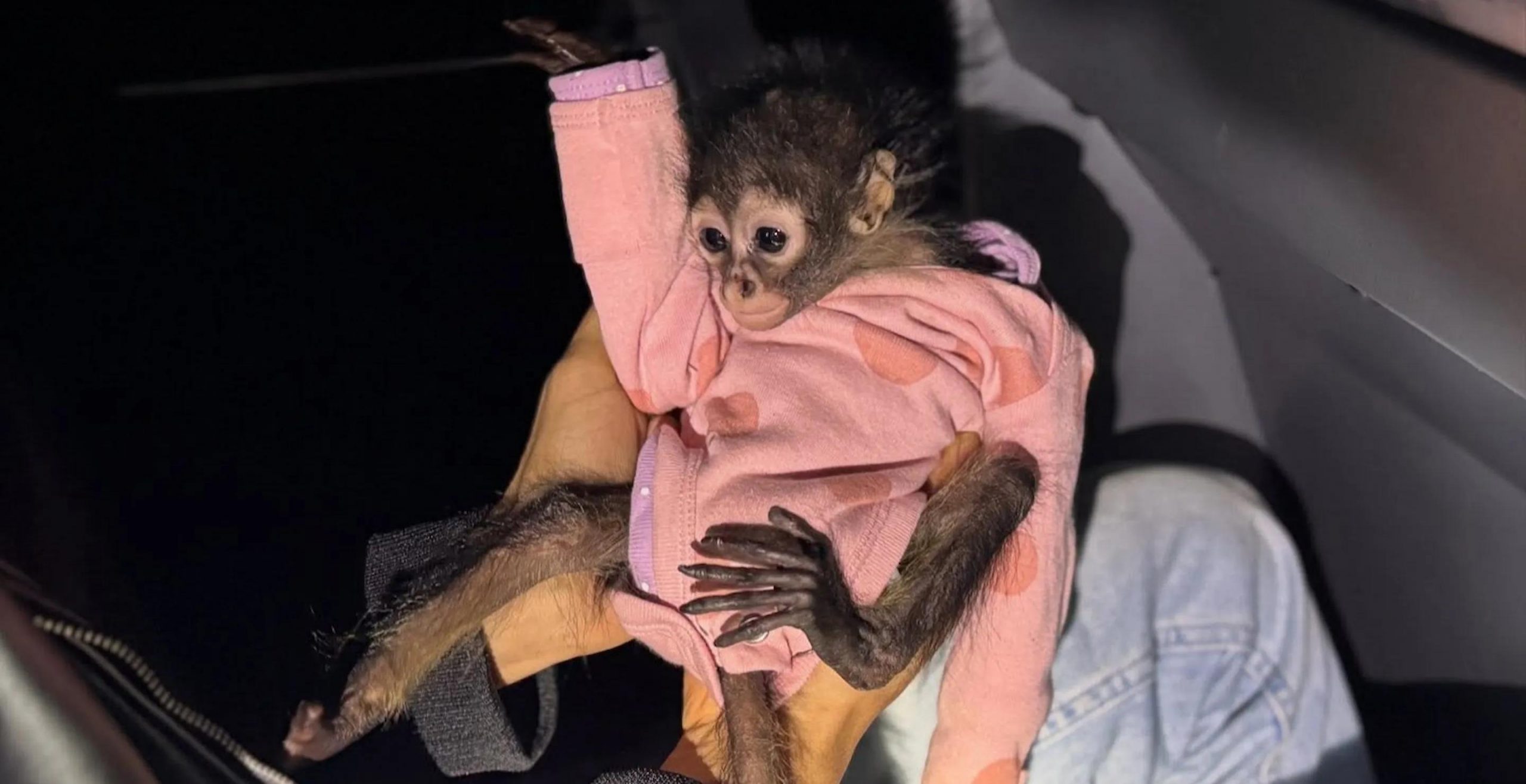 Adorable Baby Spider Monkey Wearing A Onesie Found During DUI Arrest [Video]