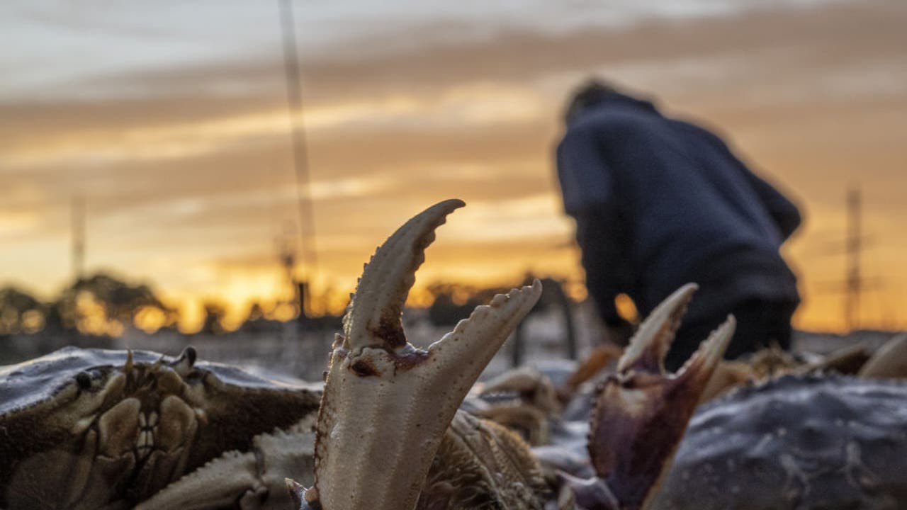 Crab fisherman happy to finally make money as season gets late start [Video]